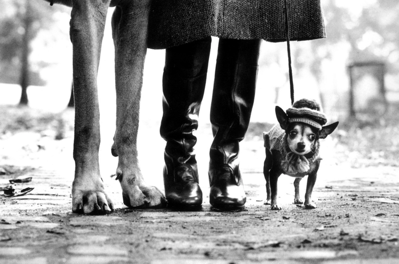 Illustration for article titled Even In The 1900s, Humans Were Obsessed With Photos Of Dogs In Clothes